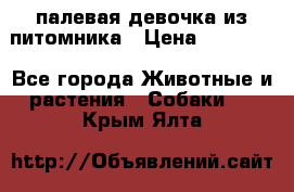 палевая девочка из питомника › Цена ­ 40 000 - Все города Животные и растения » Собаки   . Крым,Ялта